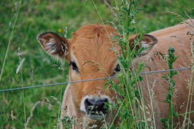 Westphalia 'da yaz zamanı