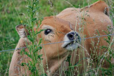 Westphalia 'da yaz zamanı