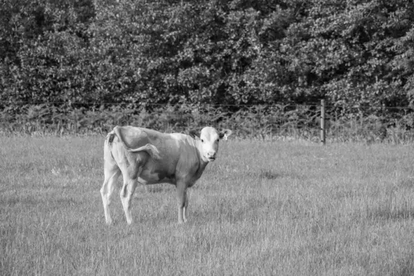 Westphalia 'da yaz zamanı