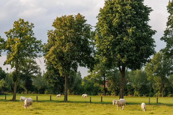 Westphalia 'da yaz zamanı