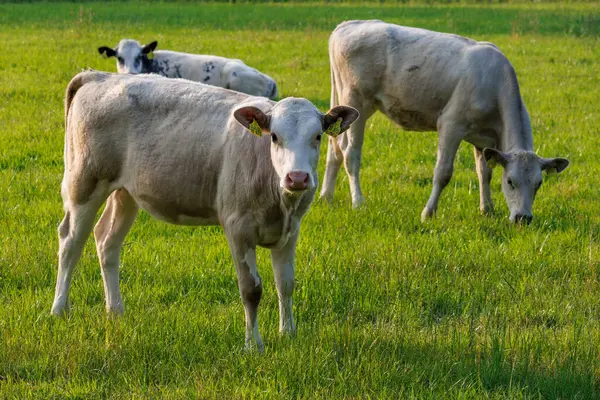 Westphalia 'da yaz zamanı