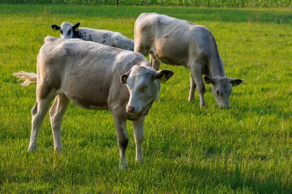 Westphalia 'da yaz zamanı