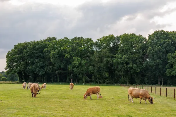 Westphalia 'da yaz zamanı
