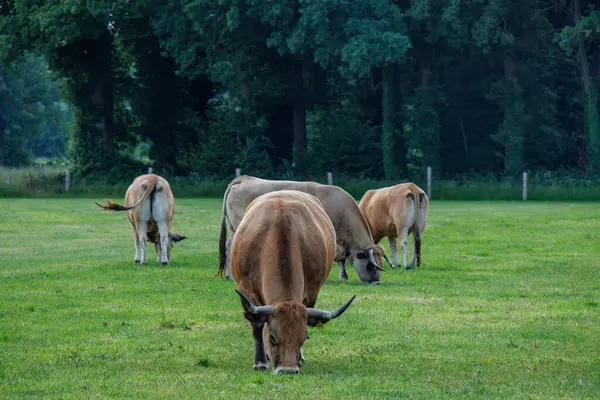 Westphalia 'da yaz zamanı