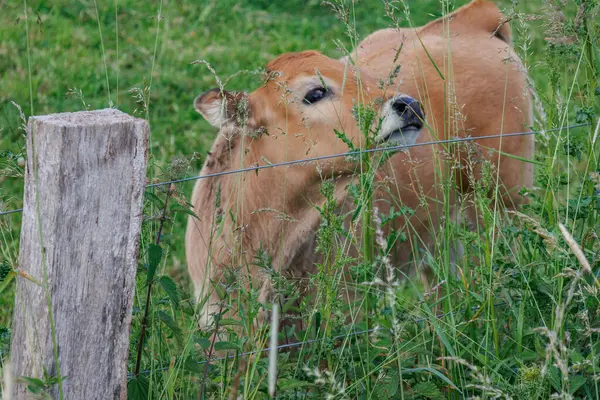 Westphalia 'da yaz zamanı