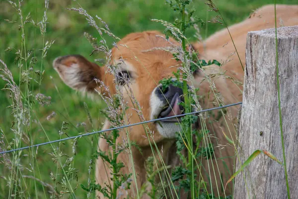 Westphalia 'da yaz zamanı