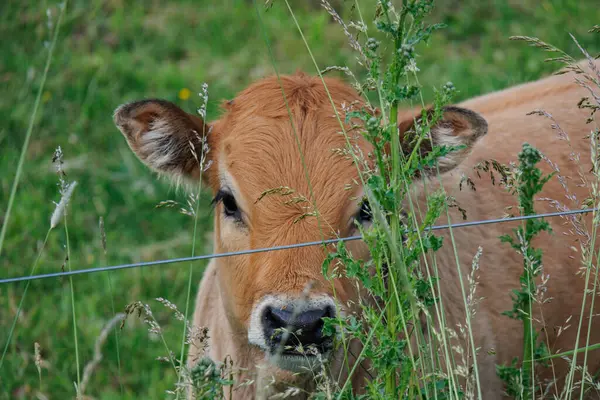Westphalia 'da yaz zamanı
