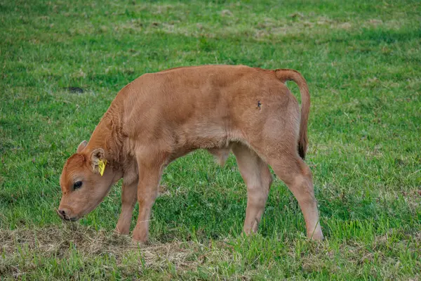 Westphalia 'da yaz zamanı