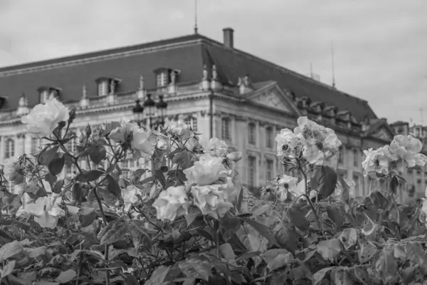 Fransız şehri Bordeaux.