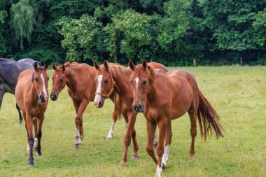 Almanya 'da Coesfeld yakınlarındaki Alman Baumberge.