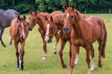 Almanya 'da Coesfeld yakınlarındaki Alman Baumberge.
