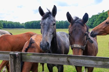 Almanya 'da Coesfeld yakınlarındaki Alman Baumberge.