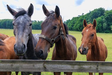 Almanya 'da Coesfeld yakınlarındaki Alman Baumberge.