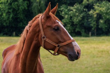 Almanya 'da Coesfeld yakınlarındaki Alman Baumberge.