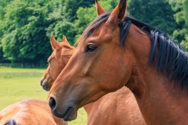 Almanya 'da Coesfeld yakınlarındaki Alman Baumberge.