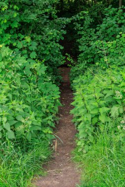 Almanya 'da Coesfeld yakınlarındaki Alman Baumberge.