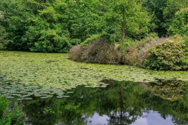 Almanya 'da Coesfeld yakınlarındaki Alman Baumberge.