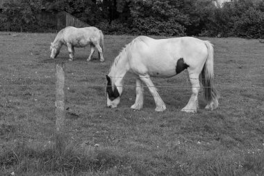 Coesfeld yakınlarındaki Alman Baumberge 'inde yürüyüş.