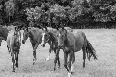Coesfeld yakınlarındaki Alman Baumberge 'inde yürüyüş.