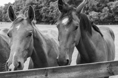 Coesfeld yakınlarındaki Alman Baumberge 'inde yürüyüş.