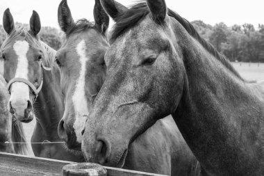 Coesfeld yakınlarındaki Alman Baumberge 'inde yürüyüş.