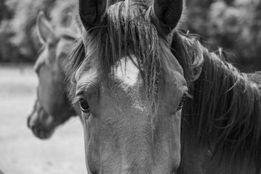 Coesfeld yakınlarındaki Alman Baumberge 'inde yürüyüş.