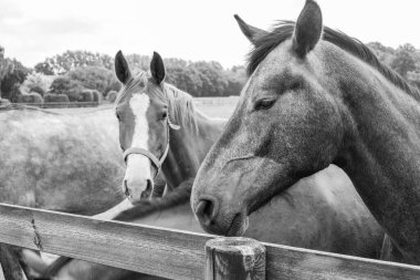 Coesfeld yakınlarındaki Alman Baumberge 'inde yürüyüş.