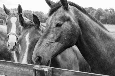 Coesfeld yakınlarındaki Alman Baumberge 'inde yürüyüş.