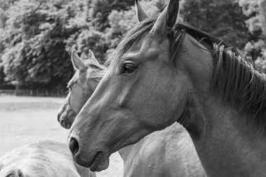Coesfeld yakınlarındaki Alman Baumberge 'inde yürüyüş.