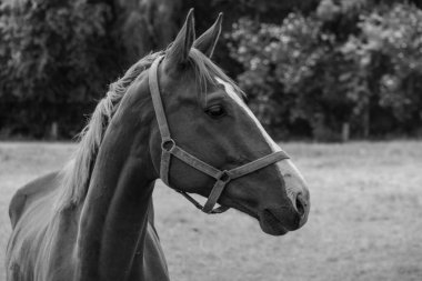 Coesfeld yakınlarındaki Alman Baumberge 'inde yürüyüş.