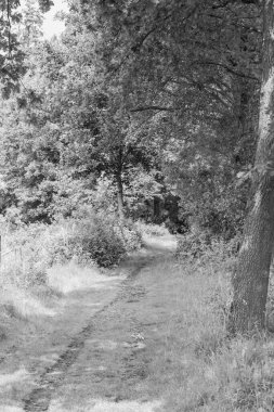 Coesfeld yakınlarındaki Alman Baumberge 'inde yürüyüş.