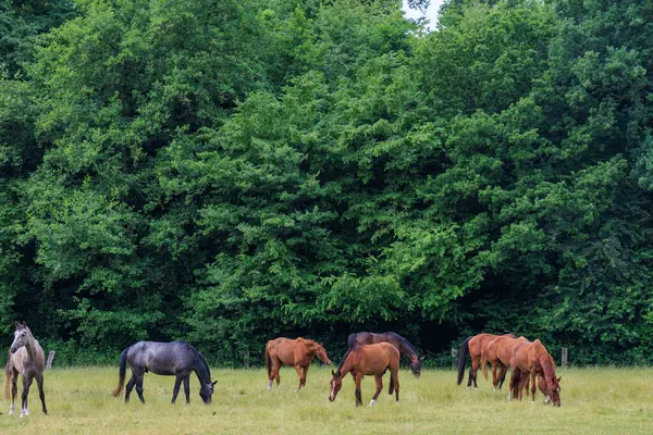 Almanya 'da Coesfeld yakınlarındaki Alman Baumberge.