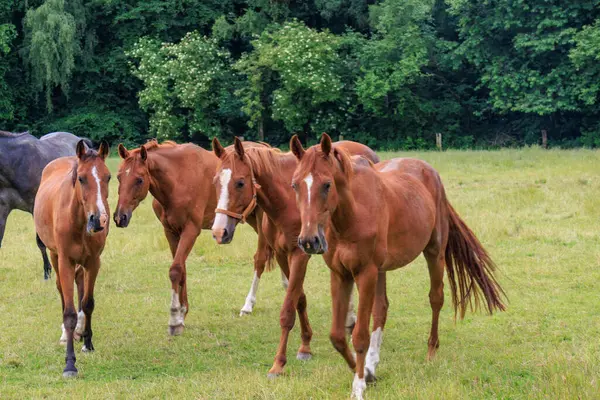 Almanya 'da Coesfeld yakınlarındaki Alman Baumberge.
