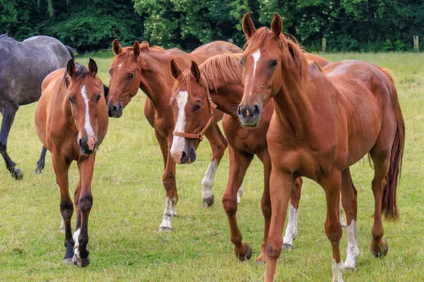 Almanya 'da Coesfeld yakınlarındaki Alman Baumberge.