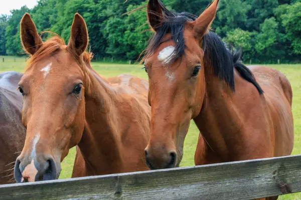 Almanya 'da Coesfeld yakınlarındaki Alman Baumberge.