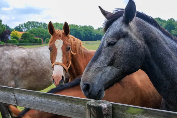 Almanya 'da Coesfeld yakınlarındaki Alman Baumberge.