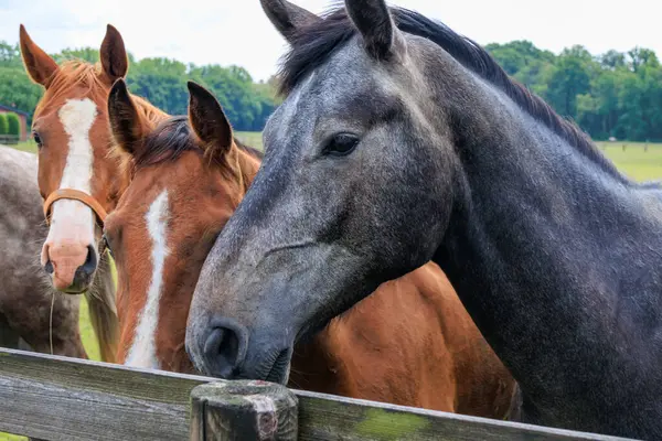 Almanya 'da Coesfeld yakınlarındaki Alman Baumberge.
