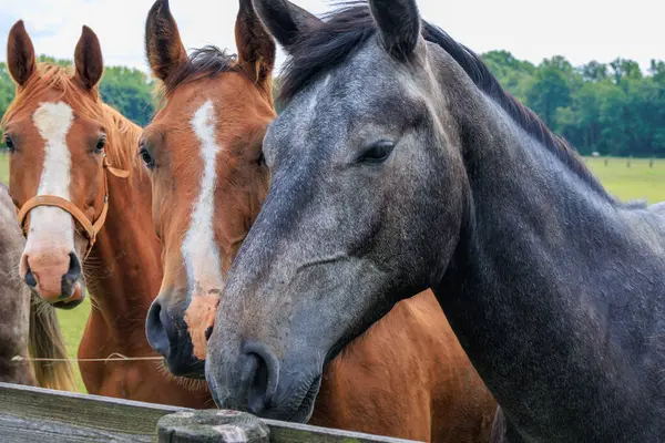 Almanya 'da Coesfeld yakınlarındaki Alman Baumberge.