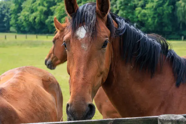 Almanya 'da Coesfeld yakınlarındaki Alman Baumberge.