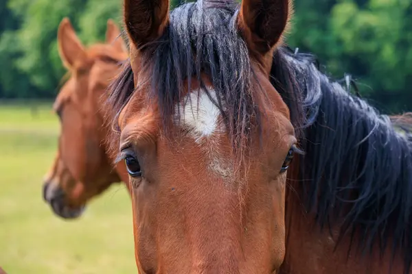 Almanya 'da Coesfeld yakınlarındaki Alman Baumberge.