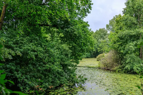 Almanya 'da Coesfeld yakınlarındaki Alman Baumberge.