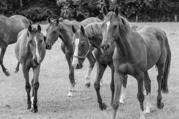 Coesfeld yakınlarındaki Alman Baumberge 'inde yürüyüş.