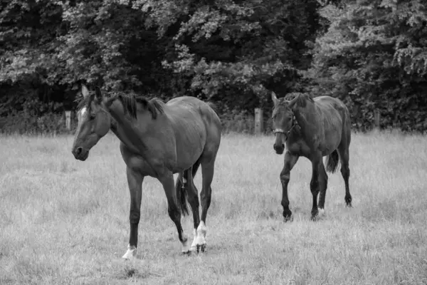 Coesfeld yakınlarındaki Alman Baumberge 'inde yürüyüş.