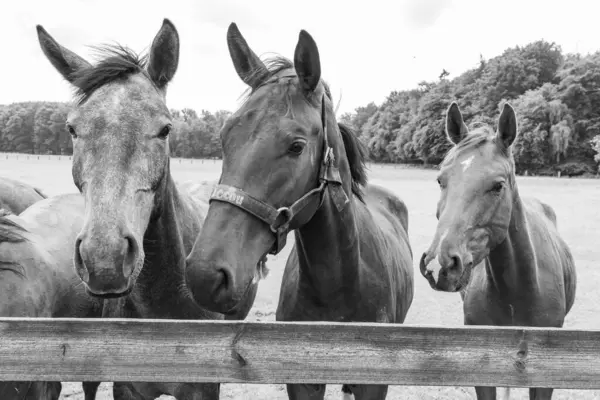 Coesfeld yakınlarındaki Alman Baumberge 'inde yürüyüş.