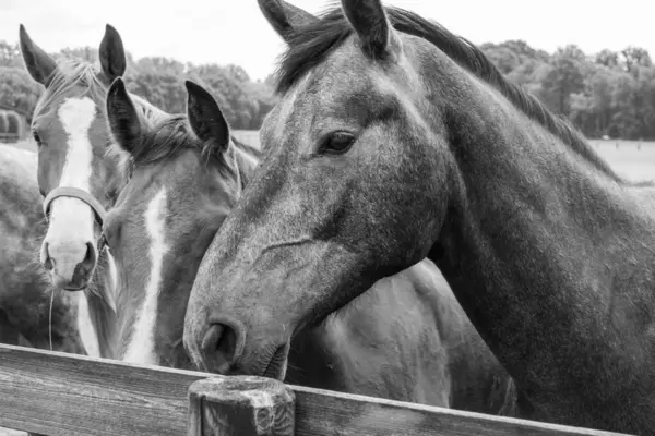 Coesfeld yakınlarındaki Alman Baumberge 'inde yürüyüş.