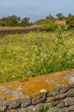 Fransa 'da Normandiya' da seyahat