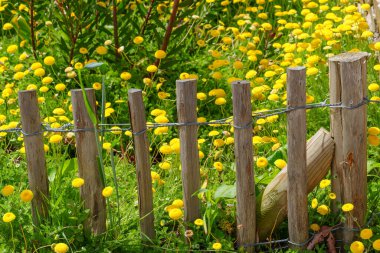 Fransız Normandiya ceketinde.