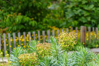 Fransız Normandiya ceketinde.