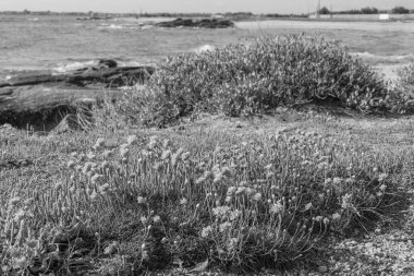 Fransız Normandiya ceketinde.