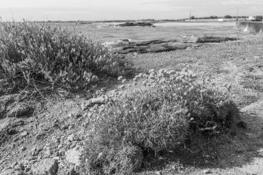 Fransız Normandiya ceketinde.